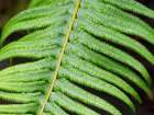 USA-Washington State Western Sword Fern-with water drops Art Print